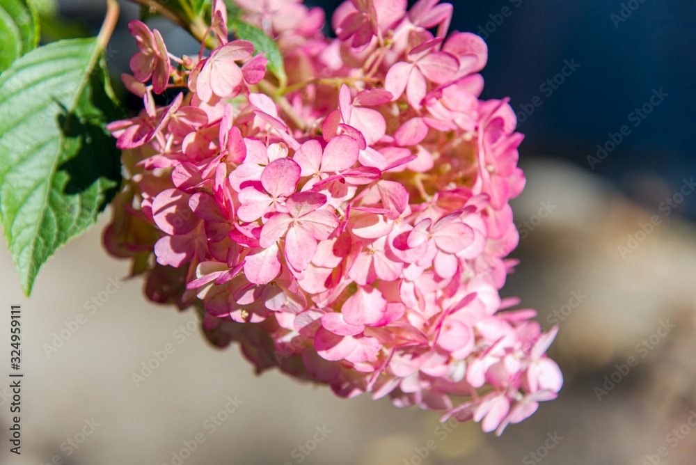 Fototapeta premium Flowers on the street , Hydrangea . Flower background summer or spring . 