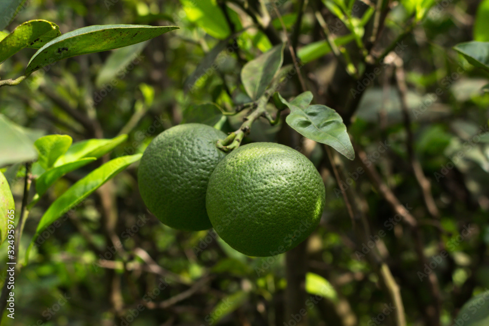 lemons on tree lemons on tree