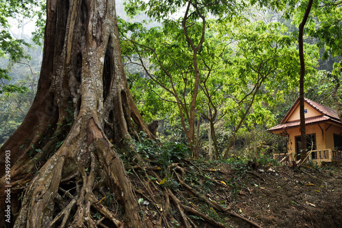 home in a forest jungle  © Robert Krajewski