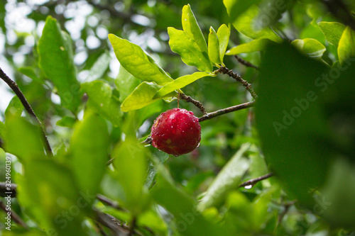 Red acerola on tree
