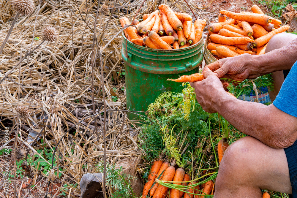 Εκτύπωση καμβά Carrot farm land spring harvest preparation for market sale