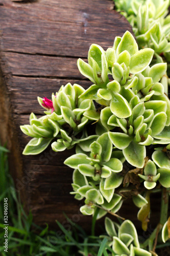 Succulents plants on wood