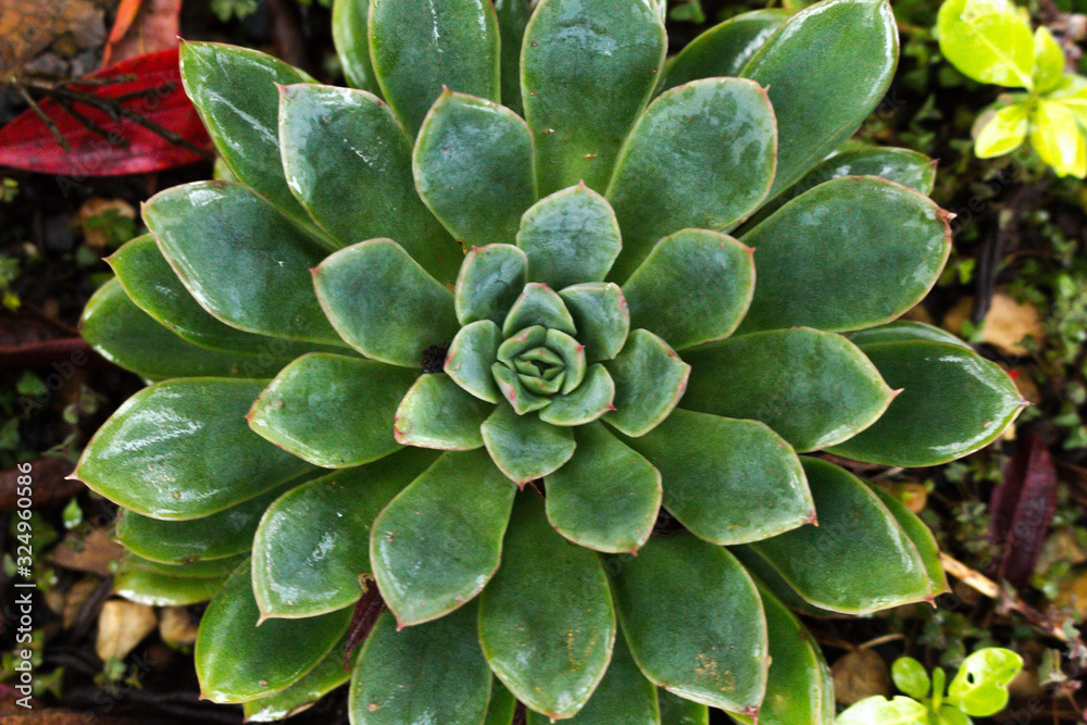 Echevéria succulents Echevéria succulents
