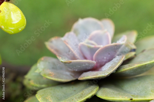 Ghost plant succulent with water drops