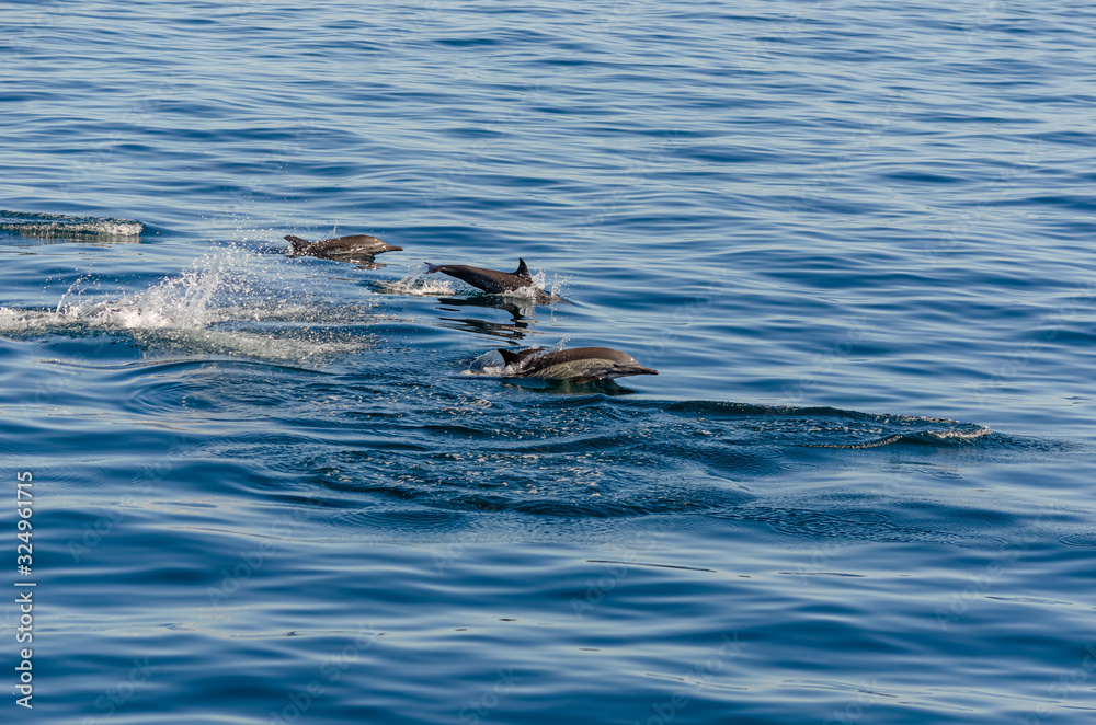 Fototapeta premium Delfín Común