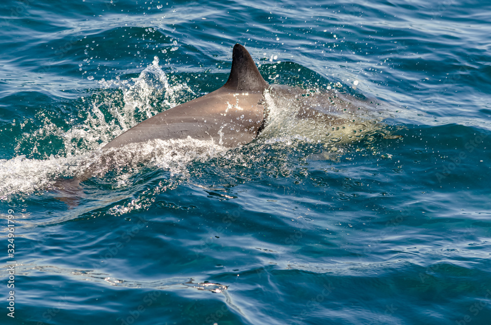 Fototapeta premium Delfín Común