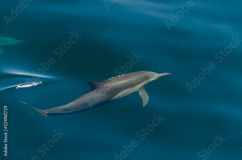 Delfín Común © Omar