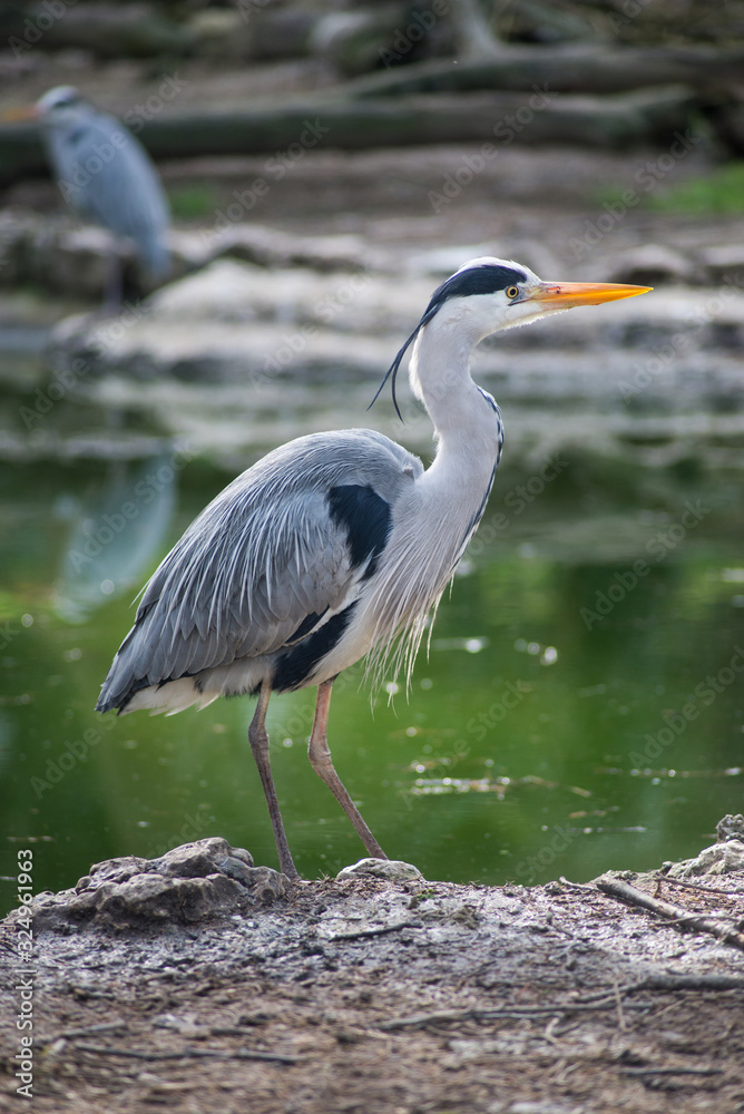 Portrait of heron standing in border water
