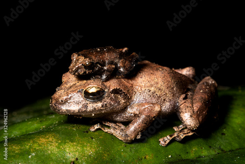 two frogs on Cauca Colombia photo