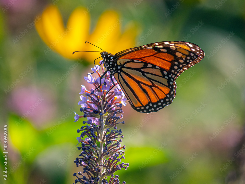 monarch butterfly,Danaus plexippus, monarch butterfly,Danaus plexippus,
