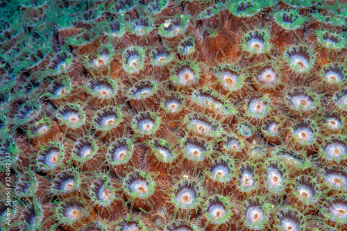 Принти на полотні Star coral extended at night