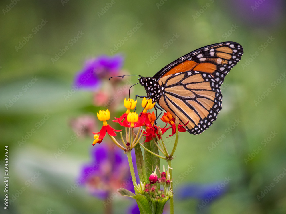 monarch butterfly,Danaus plexippus, monarch butterfly,Danaus plexippus,