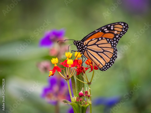 monarch butterfly Danaus plexippus 