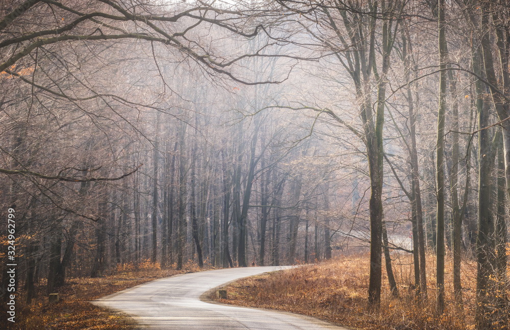road in the forest road in the forest