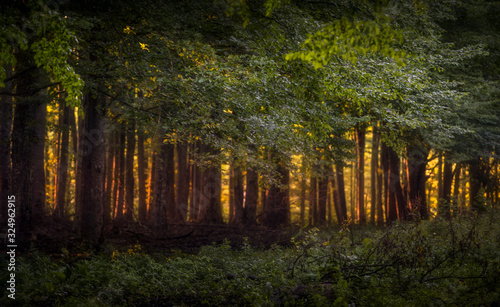 forest in autumn