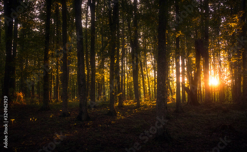 sunset in the forest © IoanBalasanu