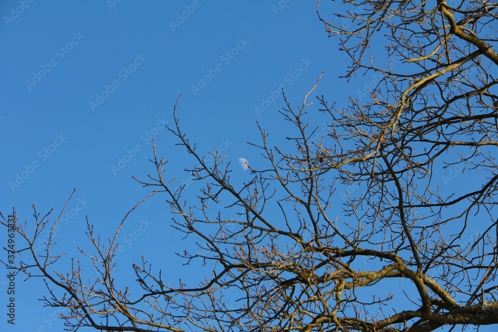 moon on a background of blue sky and tree branches moon on a background of blue sky and tree branches