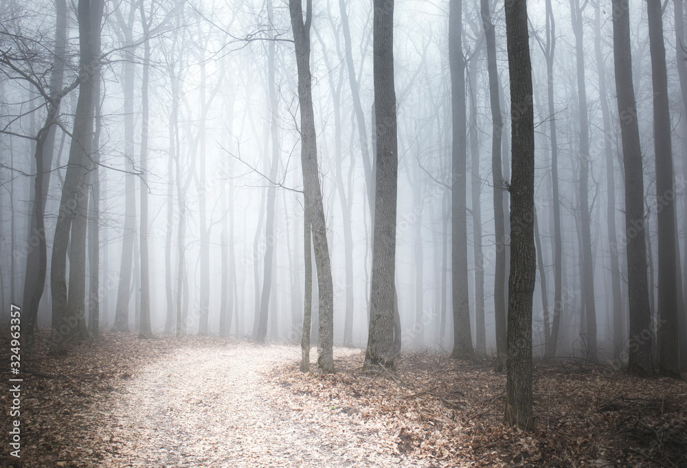 Obraz premium fog in winter forest