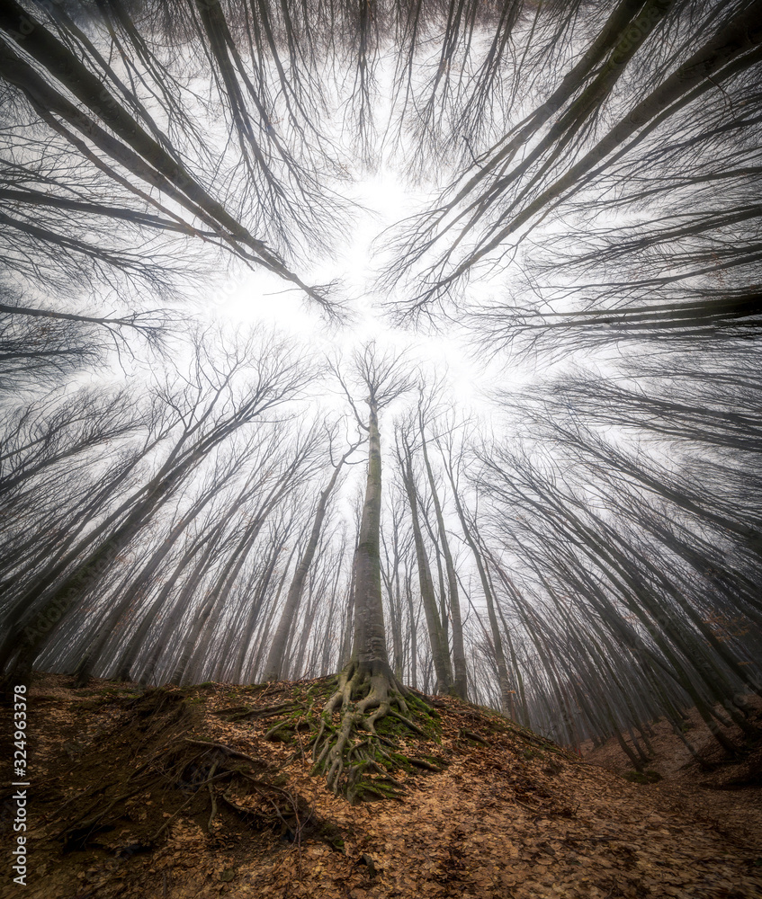 Obraz premium Tree in the forest