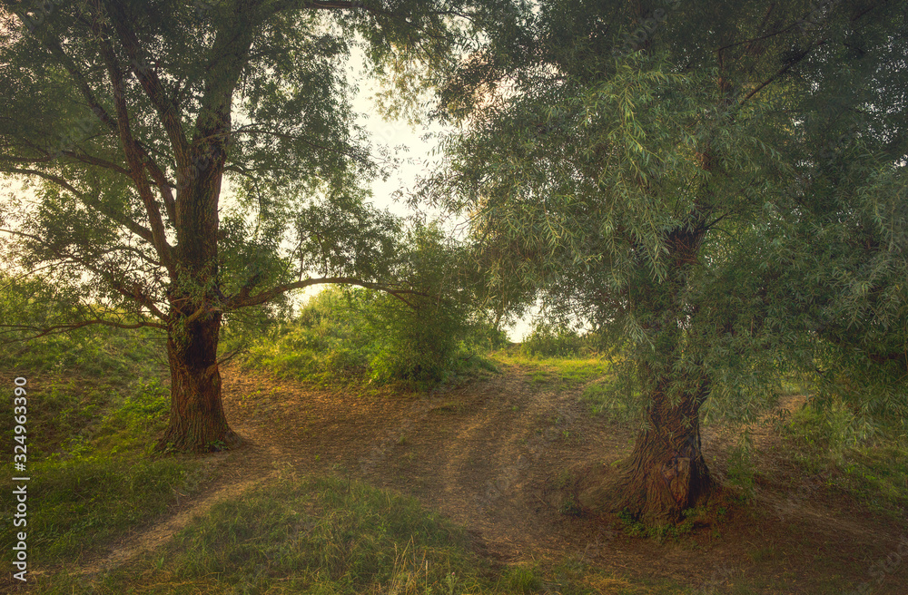 Naklejka premium road in the forest