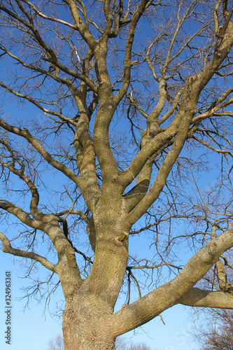 tree on blue sky