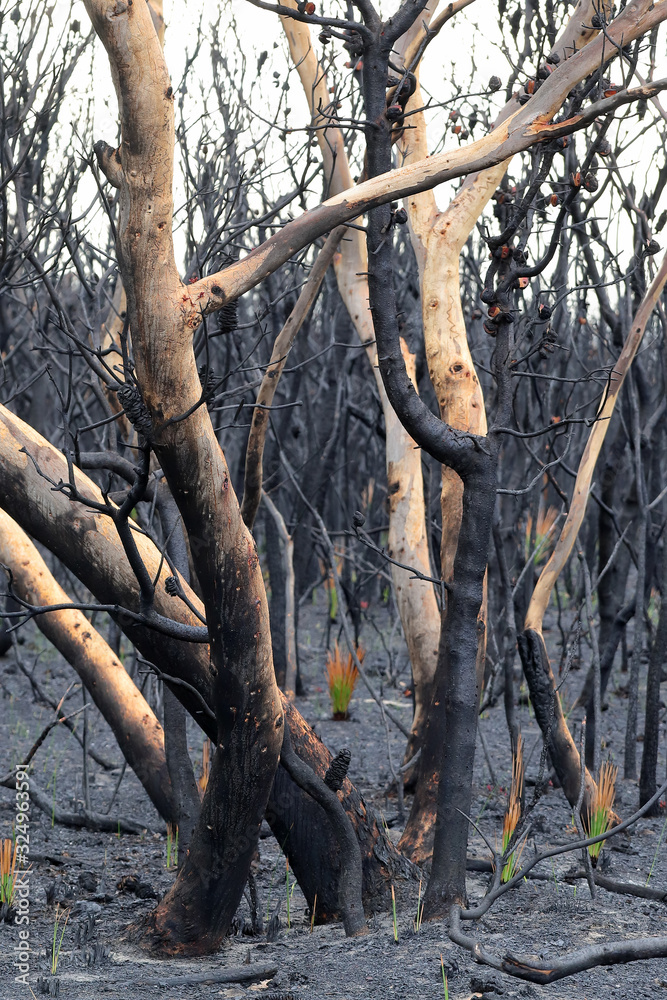 Fototapeta premium Burnt trees aftermath of Australian bushfire