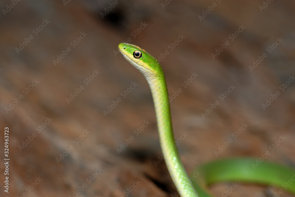 Opheodrys aestivus Opheodrys aestivus