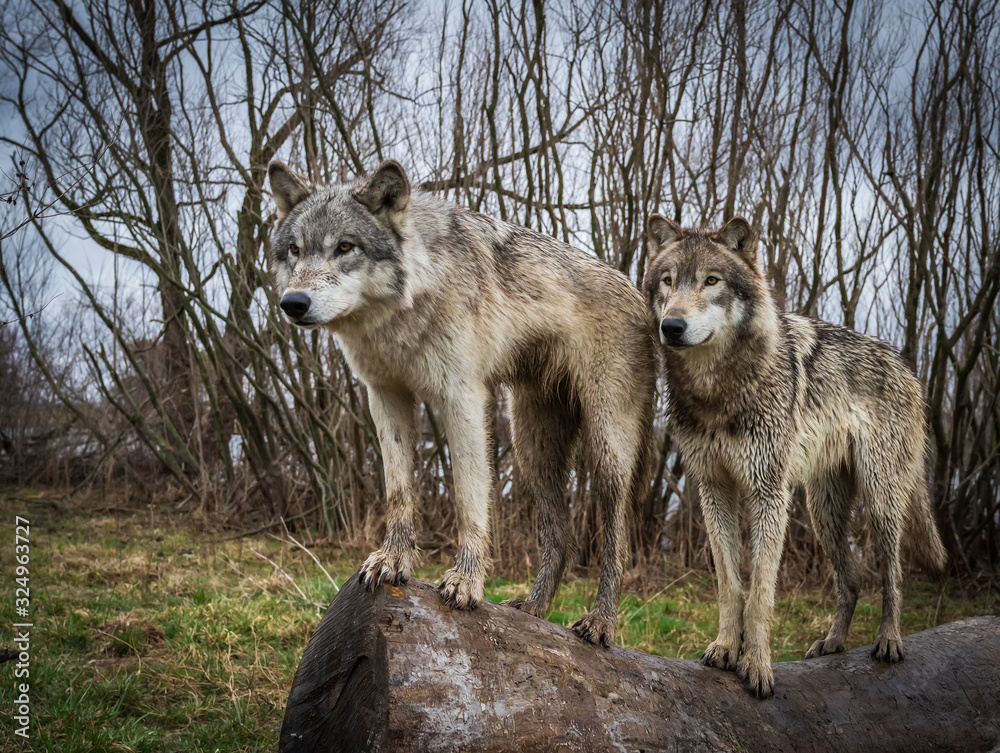 Two wolves in the Midwest Two wolves in the Midwest