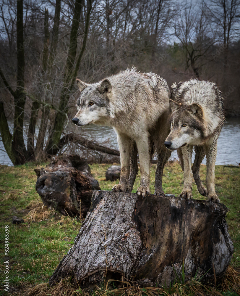 Two wolves in the Midwest