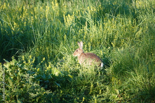 Fototapeta Naklejka Na Ścianę i Meble -  rabbit in the grass