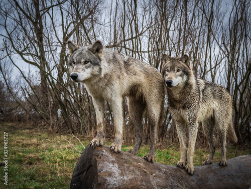 Two wolves in the Midwest
