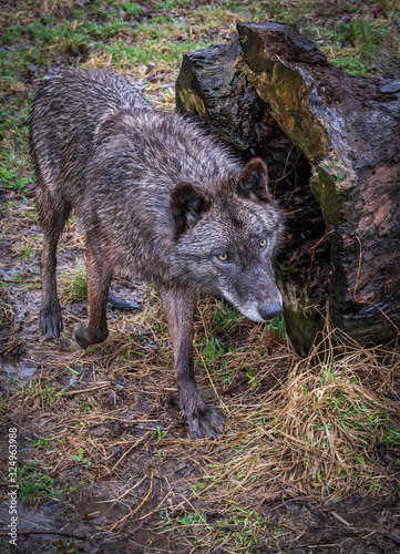 Single wolf photos taken in woods