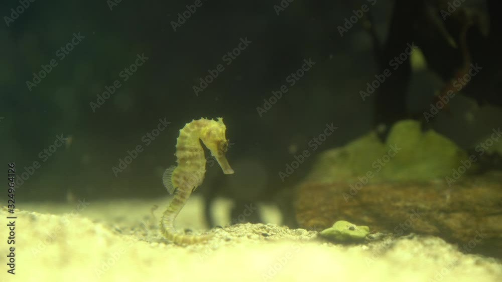 Yellow seahorses are swimming among the corals. Yellow seahorses are swimming among the corals.