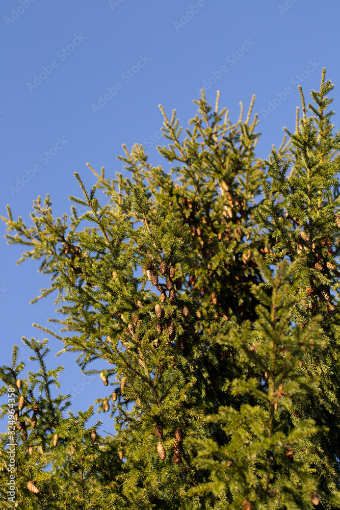 fluffy Christmas tree with cones against a blue sky