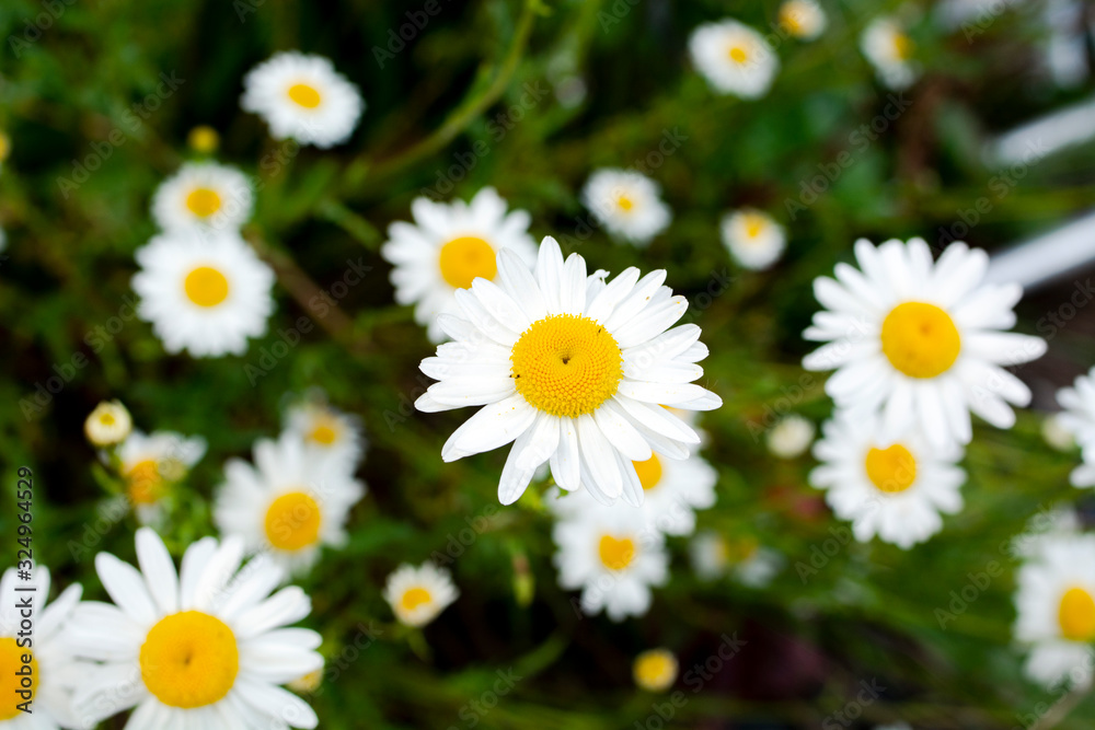 field of daisies field of daisies