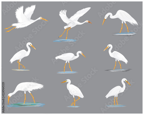 Wallpaper Mural isolated white heron vector design
