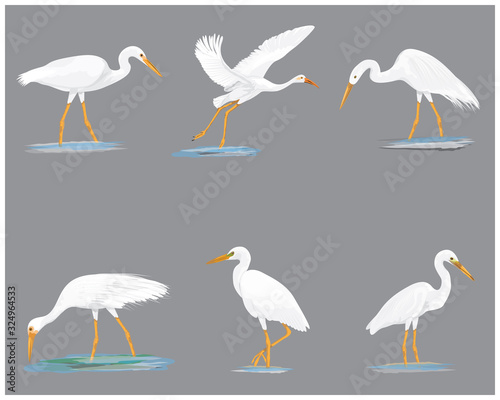 isolated white heron vector design