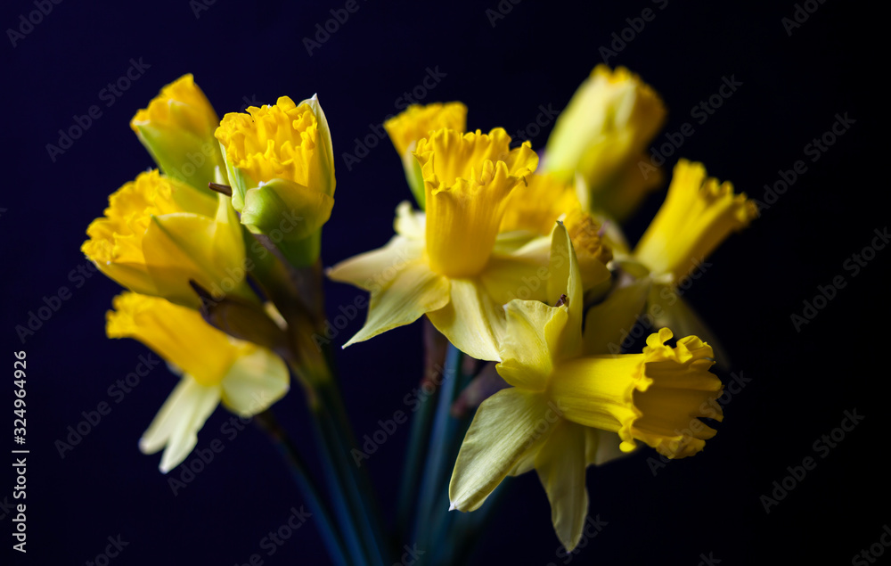 Yellow Daffodils isolated on black background Yellow Daffodils isolated on black background