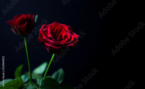Red roses on a black background for Valentine's Day