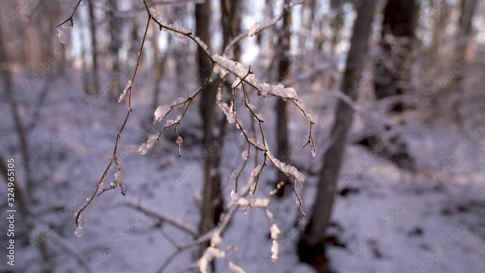 snow and ice covered tree limb snow and ice covered tree limb