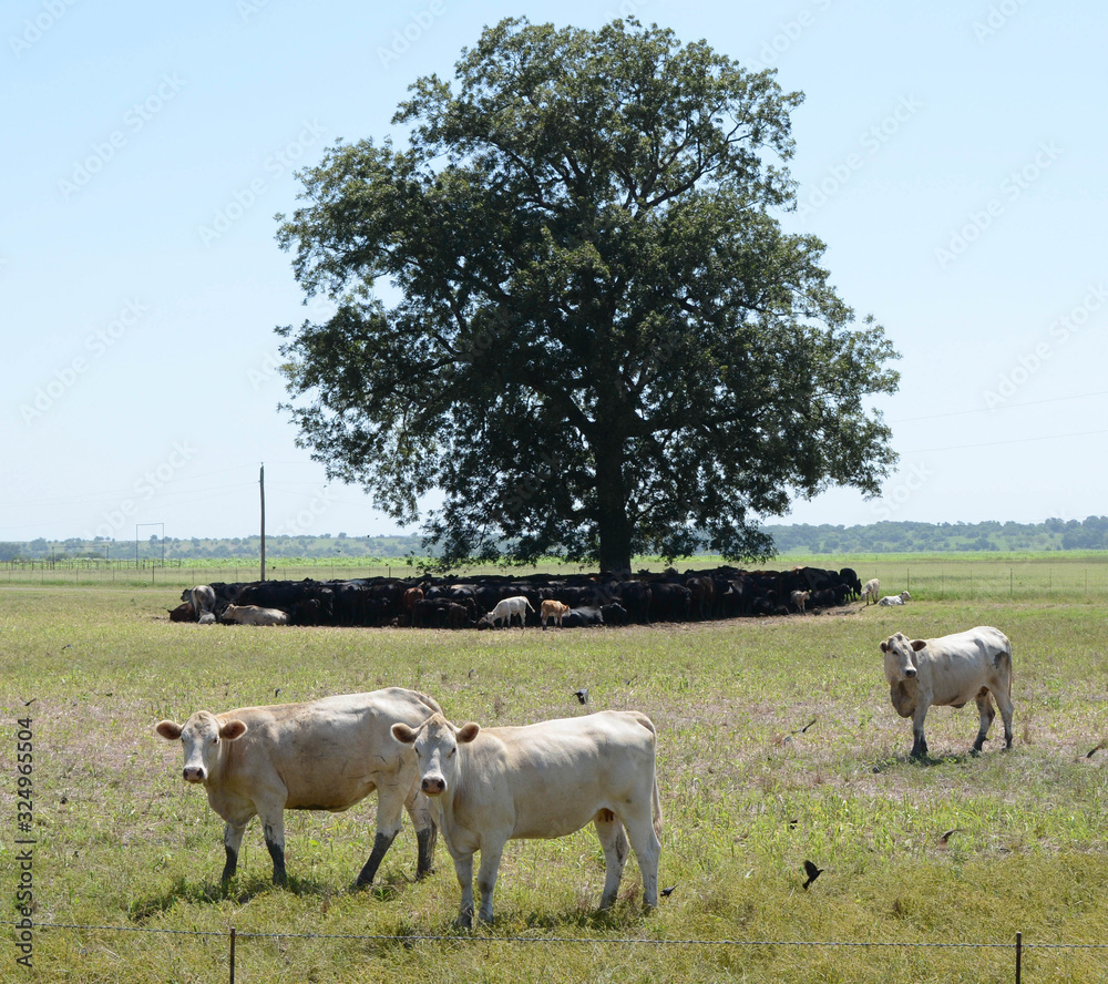 Fototapeta premium Cows Relaxing in the Shade