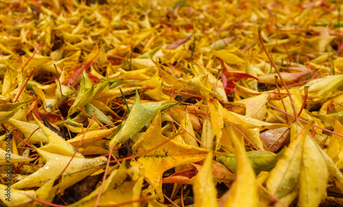Golden Maple Leaves on the ground, Acadia Park