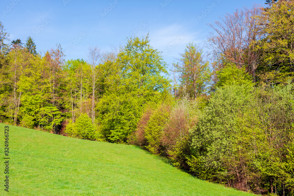 Naklejka premium forest on the hill in spring. beautiful nature scenery on a sunny day. meadow in fresh green grass