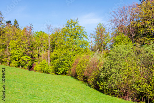 forest on the hill in spring. beautiful nature scenery on a sunny day. meadow in fresh green grass