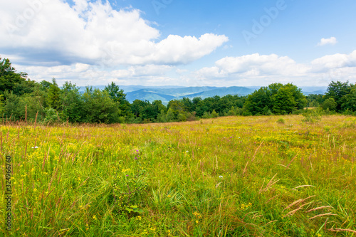 mountain meadow. beech forest on the edge of a hill. wonderful summer landscape with fluffy clouds on a blue sky. wild herbs among the grass. ridge rolling in to the distancemountain meadow. beech for