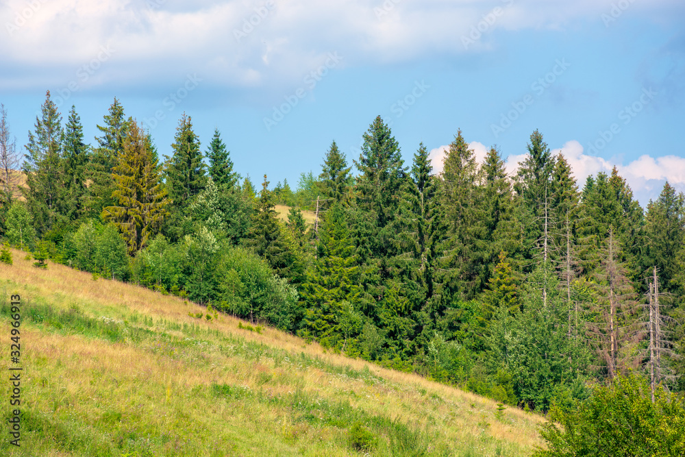 forested hill of carpathian mountains. clouds on the blue sky. ridge in the distance. sunny afternoon weather in summer.