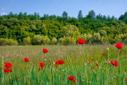 red poppy blooming in the field. beautiful countryside scenery of mountainous area. wonderful summer weather in the afternoon. blue sky with clouds