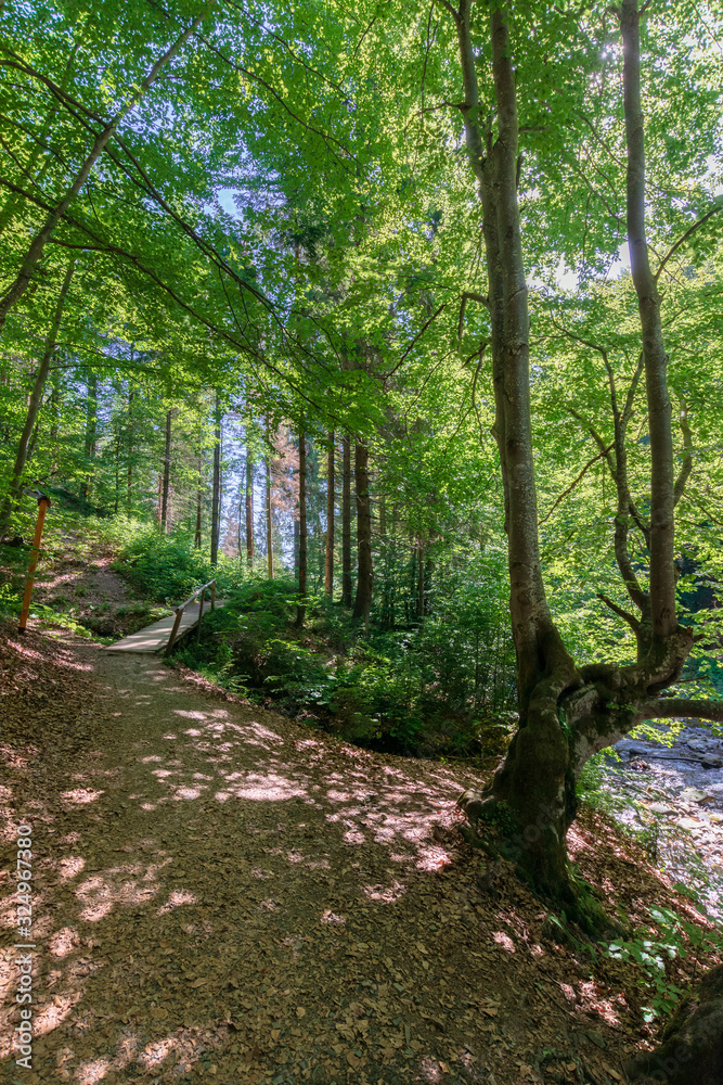 forest trail on the hillside. beautiful nature scenery with beech trees on a sunny day. wooden bridge above the small brook forest trail on the hillside. beautiful nature scenery with beech trees on a sunny day. wooden bridge above the small brook
