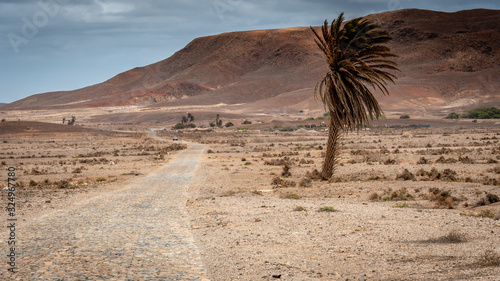 Dramatic landscape of a rocky road ans a palm tree in the middle of the Viana desert in Boa Vista, Cape Verde photo