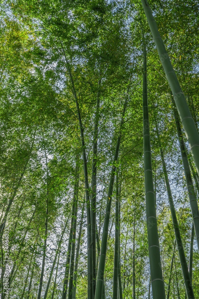 Obraz premium 高く成長して緑溢れる竹林